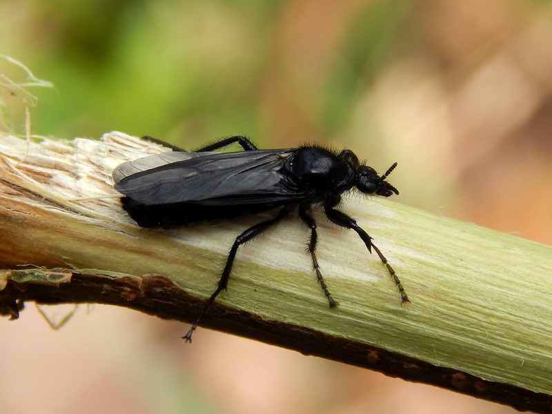 Maschio di Dasypogon diadema e femmina di Bibio sp.